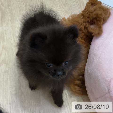 ポメラニアンの写真