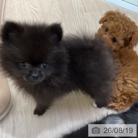 ポメラニアンの写真