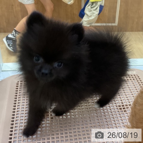 ポメラニアンの写真