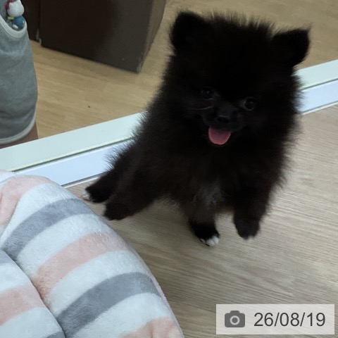 ポメラニアンの写真