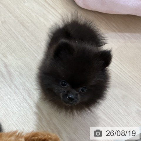 ポメラニアンの写真