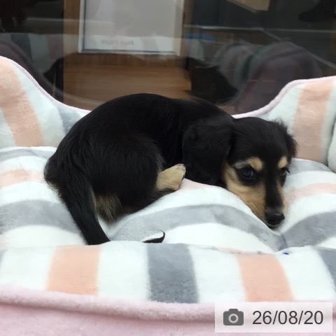 岐阜県のミニチュアダックスフンド(ロング) (ペットプラス 各務原店/2026年6月6日生まれ/男の子/ブラックタン)の子犬の4枚目の画像