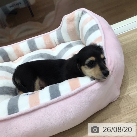 岐阜県のミニチュアダックスフンド(ロング) (ペットプラス 各務原店/2026年6月6日生まれ/男の子/ブラックタン)の子犬の3枚目の画像