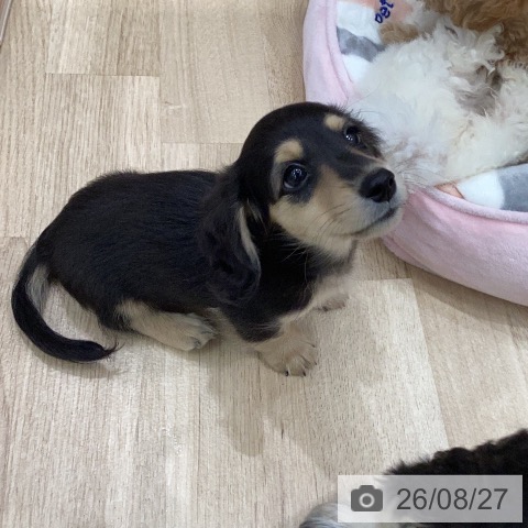 岐阜県のミニチュアダックスフンド(ロング) (ペットプラス 各務原店/2026年6月6日生まれ/男の子/ブラックタン)の子犬の4枚目の画像