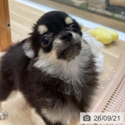 チワワの写真
