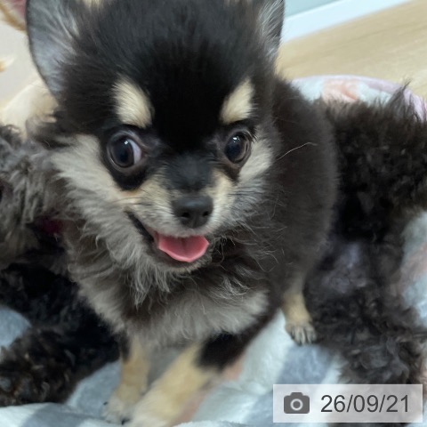 チワワの写真