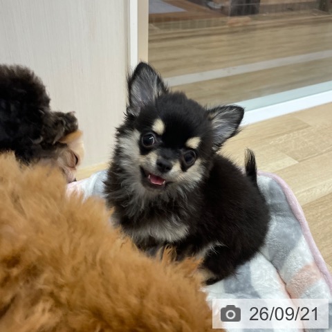 チワワの写真