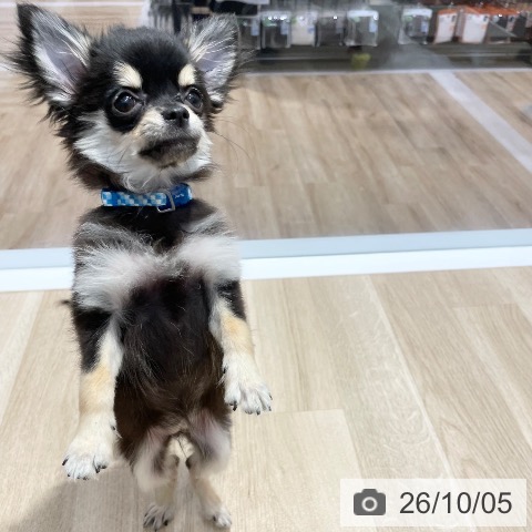 チワワの写真
