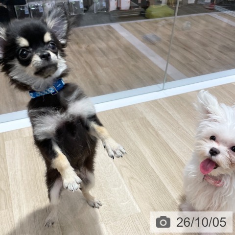 チワワの写真