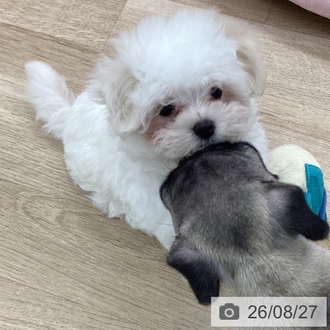 愛知県のマルチーズ (ペットプラス 豊橋牧野店/2026年6月17日生まれ/男の子/ホワイト)の子犬の3枚目の画像