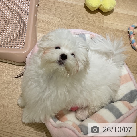 マルチーズの写真