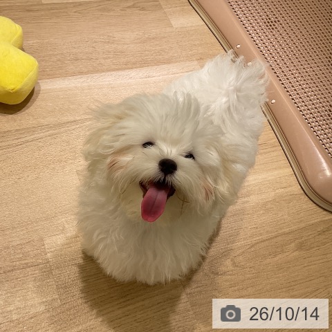 マルチーズの写真