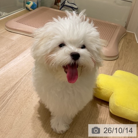 マルチーズの写真