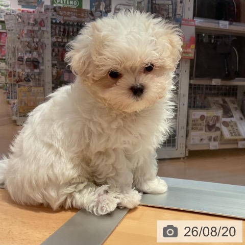 マルチーズの写真