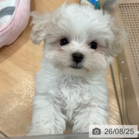 愛知県のマルチーズ (ペットプラス 名古屋茶屋店/2026年6月17日生まれ/男の子/ホワイト)の子犬の4枚目の画像