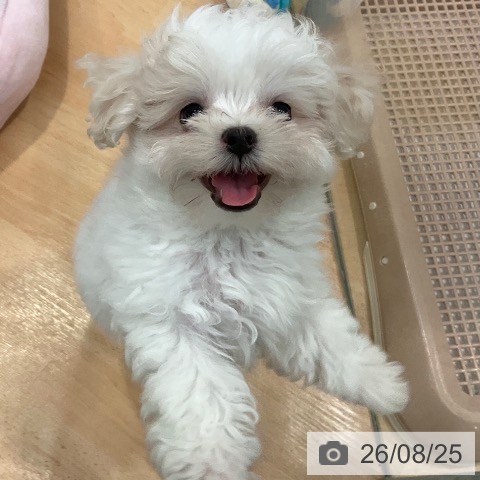 愛知県のマルチーズ (ペットプラス 名古屋茶屋店/2026年6月17日生まれ/男の子/ホワイト)の子犬の3枚目の画像