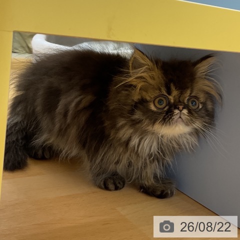 エキゾチックの写真