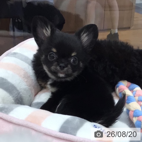 岐阜県のチワワ(ロング) (ペットプラス 各務原店/2026年6月15日生まれ/男の子/ブラックタン)の子犬の4枚目の画像