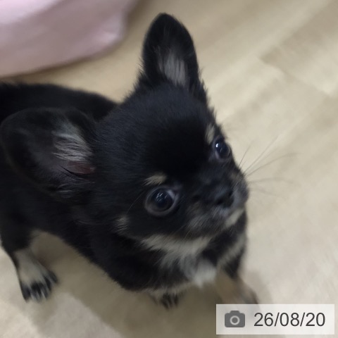 岐阜県のチワワ(ロング) (ペットプラス 各務原店/2026年6月15日生まれ/男の子/ブラックタン)の子犬の3枚目の画像