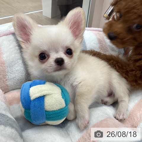 チワワの写真
