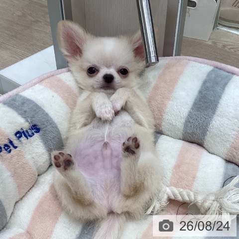 石川県のチワワ(ロング) (ペットプラス 白山店/2026年6月15日生まれ/男の子/クリーム)の子犬の4枚目の画像