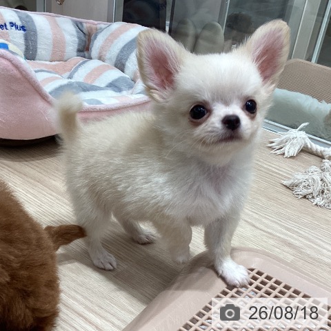 チワワの写真