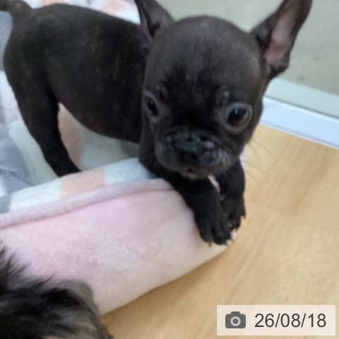 フレンチ・ブルドッグの写真