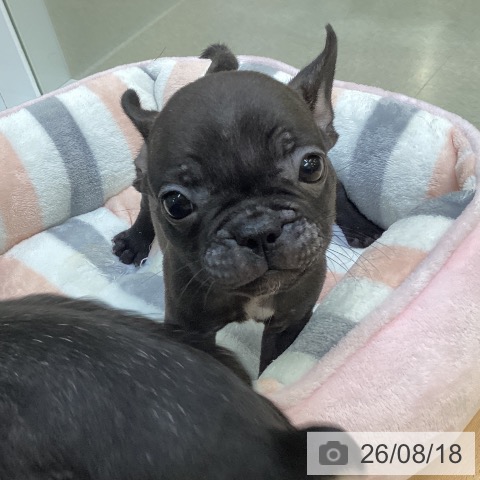 フレンチ・ブルドッグの写真