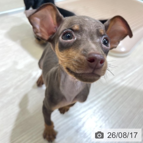 ミニチュア・ピンシャーの写真
