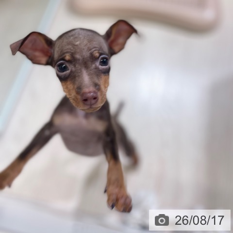 ミニチュア・ピンシャーの写真