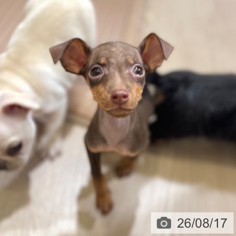 ミニチュア・ピンシャーの写真