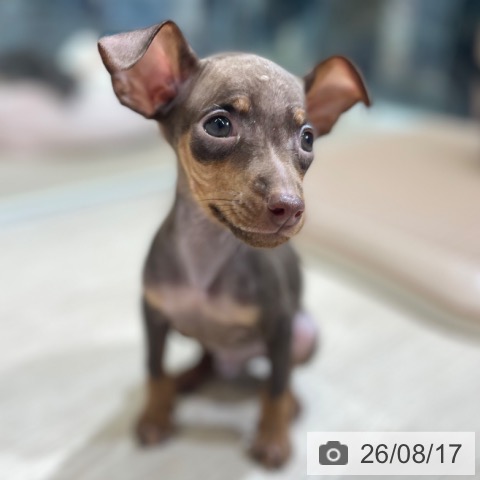 ミニチュア・ピンシャーの写真
