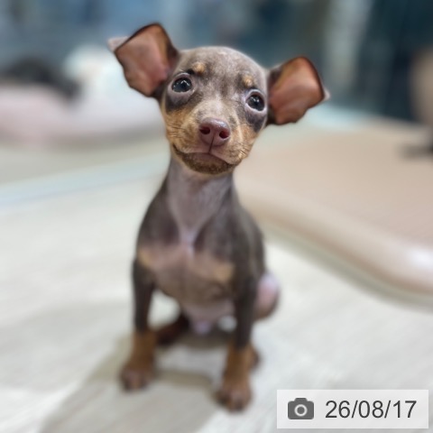 ミニチュア・ピンシャーの写真