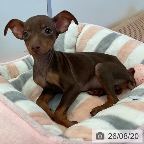 三重県のミニチュアピンシャー (ペットプラス 東員店/2026年6月16日生まれ/男の子/チョコレートタン)の子犬の4枚目の画像