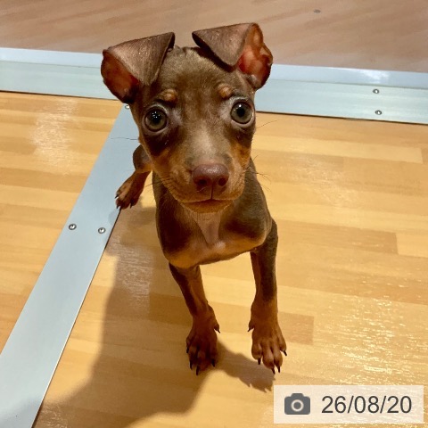 ミニチュア・ピンシャーの写真