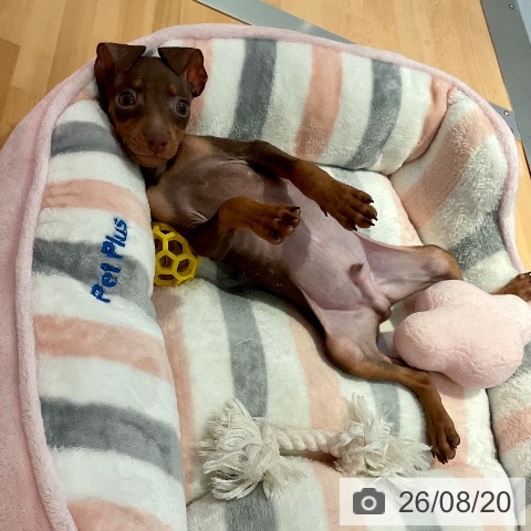 ミニチュア・ピンシャーの写真