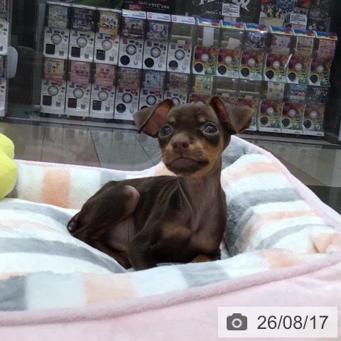 ミニチュア・ピンシャーの写真