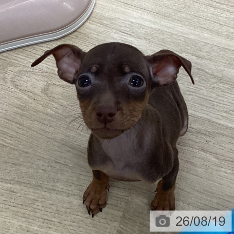 ミニチュア・ピンシャーの写真