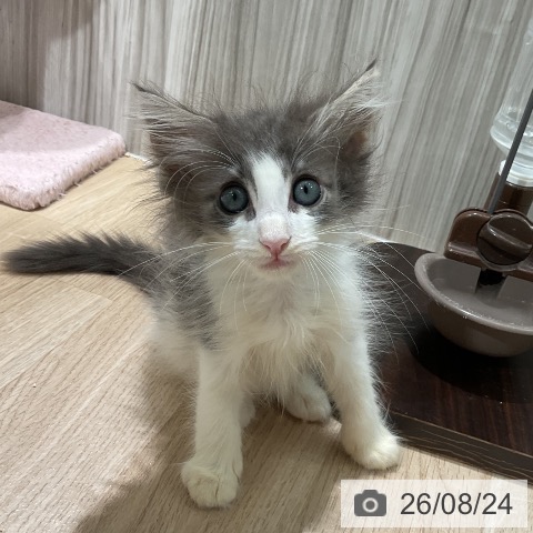 三重県のメインクーン (ペットプラス 鈴鹿店/2026年6月16日生まれ/男の子/ブルータビーホワイト)の子猫の4枚目の画像