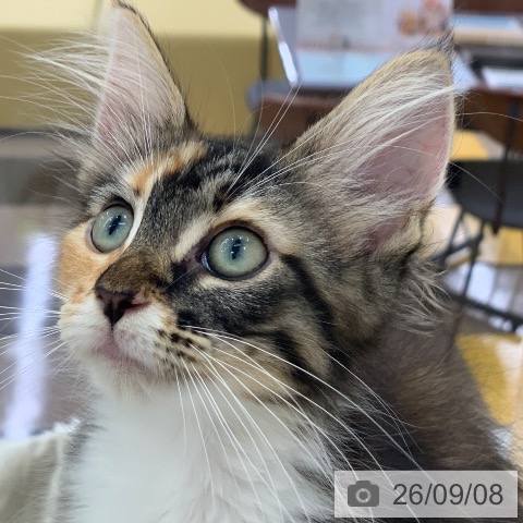 メインクーンの写真