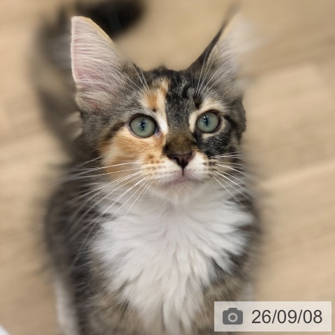 メインクーンの写真