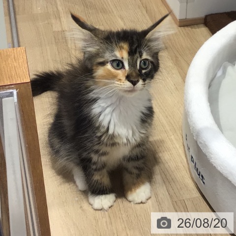 岐阜県のメインクーン (ペットプラス 各務原店/2026年6月16日生まれ/女の子/ブラウンパッチドタビーホワイト)の子猫の4枚目の画像