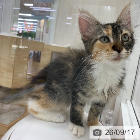 岐阜県のメインクーン (ペットプラス 光ケ丘店/2026年6月16日生まれ/女の子/ブラウンパッチドタビーホワイト)の子猫の4枚目の画像