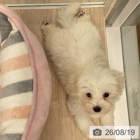 福井県のマルチーズ (ペットプラス 福井店/2026年6月18日生まれ/男の子/ホワイト)の子犬の4枚目の画像