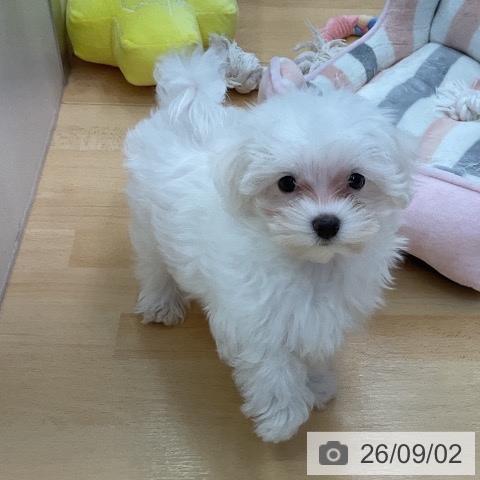 マルチーズの写真