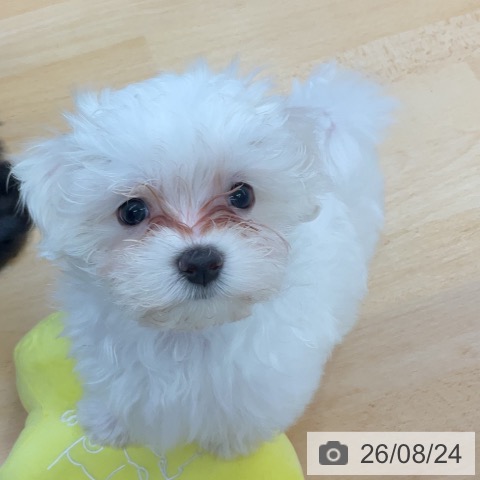 三重県のマルチーズ (ペットプラス 津南店/2026年6月18日生まれ/女の子/ホワイト)の子犬の3枚目の画像