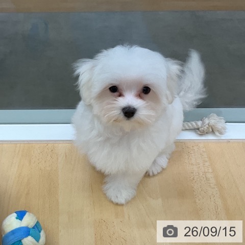 三重県のマルチーズ (ペットプラス 津南店/2026年6月18日生まれ/女の子/ホワイト)の子犬の3枚目の画像