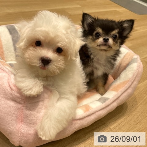 愛知県のマルチーズ (ペットプラス 東浦店/2026年6月18日生まれ/女の子/ホワイト)の子犬の4枚目の画像
