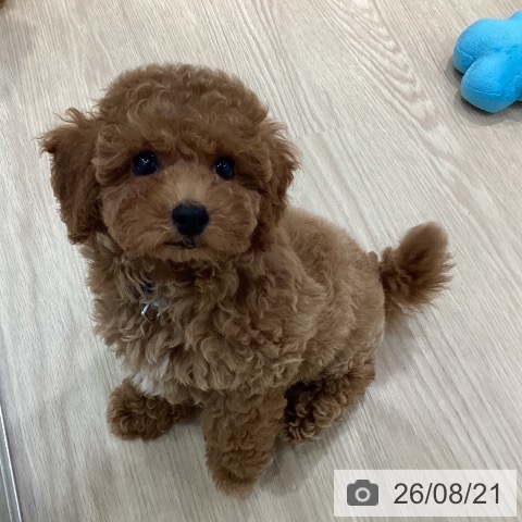 愛知県のトイプードル(トイ) (ペットプラス イオンモール長久手店/2026年6月18日生まれ/男の子/レッド)の子犬の3枚目の画像