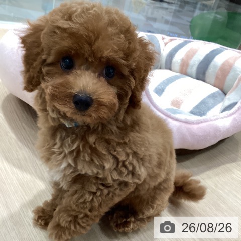 愛知県のトイプードル(トイ) (ペットプラス イオンモール長久手店/2026年6月18日生まれ/男の子/レッド)の子犬の3枚目の画像